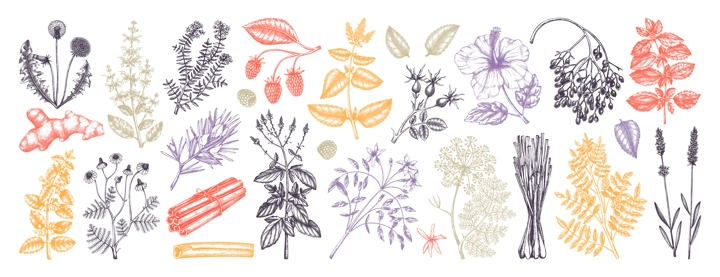Hand drawn tea ingredients collection in color. Botanical illustration of fruits, flowers, leaves, and herbs for recipe, menu, label, icon, packaging. Herbal tea ingredients set